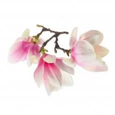 Obrazy kwiaty magnolia