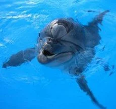 Obrazy z delfinami