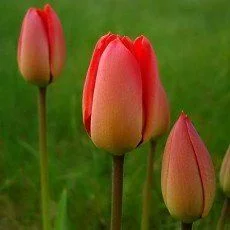 obrazy z tulipanami