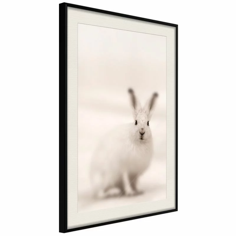 Plakat - Zaciekawiony królik - obrazek 1