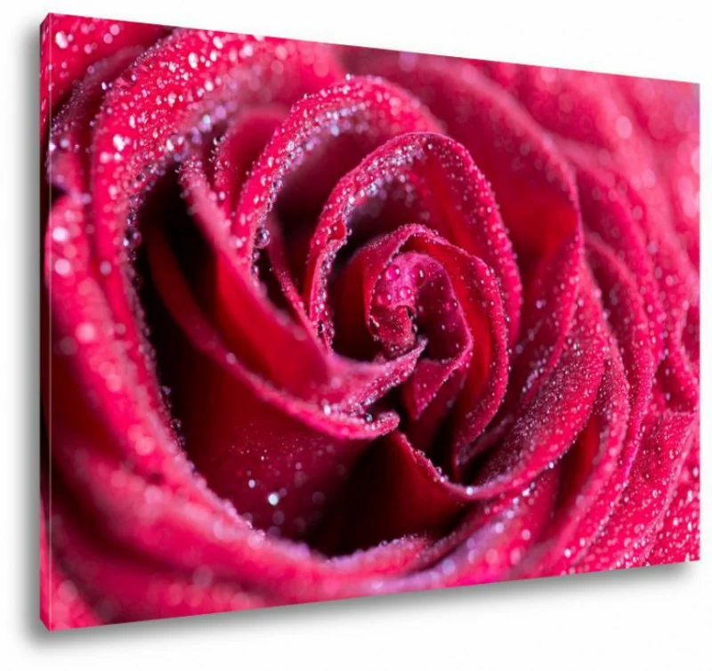Zroszona róża - obraz 120x80cm - obrazek 1
