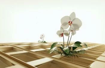 Fototapeta 3D - osamotnione orchidee - obrazek 2
