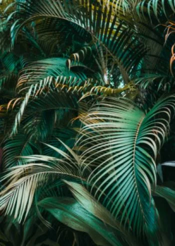 Plakat w ramie - gęste liście palmowe palmy - obrazek 2