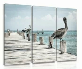Obraz pelikany