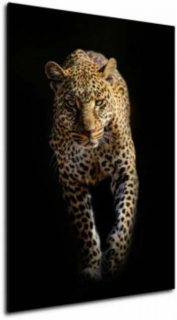 Obraz - leopard wychodzący z cienia - obrazek 2