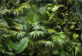 Fototapeta zielona dżungla - obrazek 2
