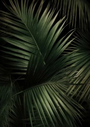 Plakat w ramie - ciemne duże liście palmy - obrazek 2