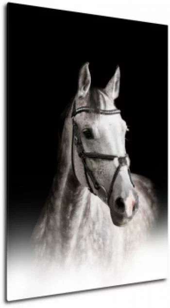 Obraz - portret konia (biały) - obrazek 2