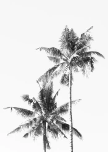 Plakat w ramie - czarno-białe palmy - obrazek 2