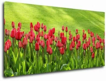 Obraz czerwone tulipany 150x70cm