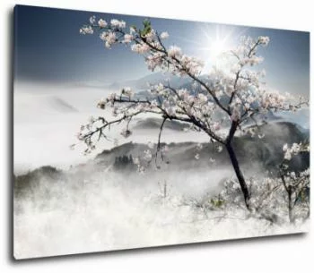 Obraz kwitnąca wiśnia we mgle - obrazek 2