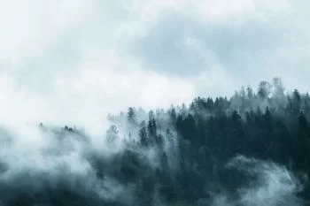Fototapeta na wymiar - las w gęstej mgle - obrazek 2