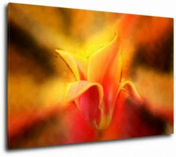 Obraz tulipan liliokształtny - obrazek 2