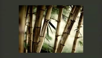 Fototapeta - las bambusowy - obrazek 2
