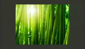 Fototapeta Słońce i Zielony Bambus - obrazek 2