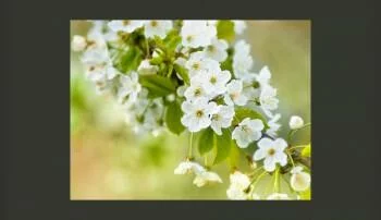 Fototapeta  Delikatna białe kwiaty - obrazek 2