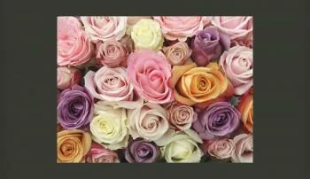 Fototapeta Róże w pastelowych Kolorach - obrazek 2