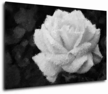 Obraz na ścianę - biała róża - obrazek 2