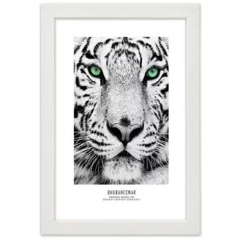 Obraz w ramie, Biały tygrys - obrazek 3