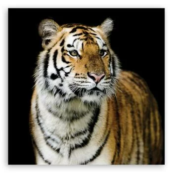 Obraz Deco Panel, Majestatyczny tygrys - obrazek 3