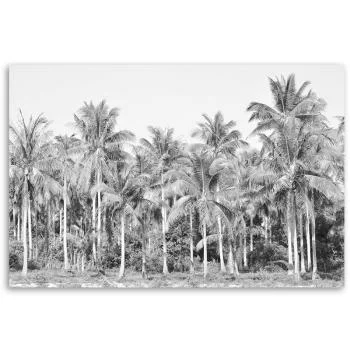 Obraz na płótnie, Czarno białe palmy w dżungli - obrazek 3