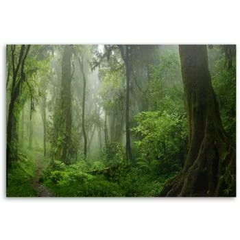 Obraz Deco Panel, Tropikalny las dżungla - obrazek 3