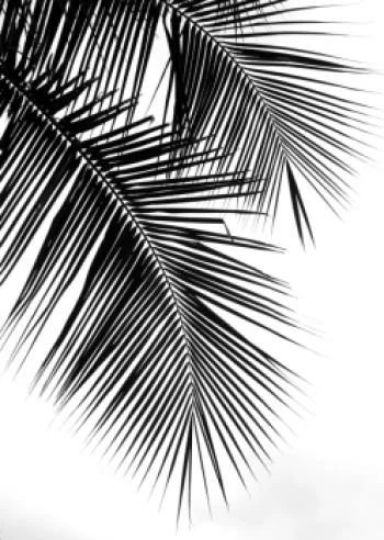 Plakat w ramie - piękne czarne liście palmy - obrazek 2
