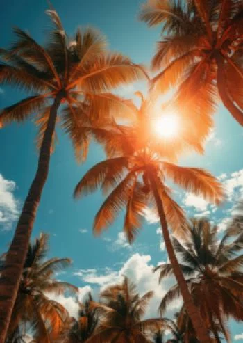 Plakat w ramie - słońce przebijające się przez wysokie palmy - obrazek 2