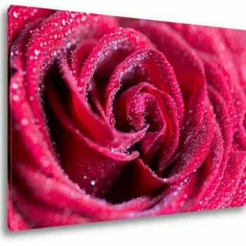 Zroszona róża - obraz 120x80cm