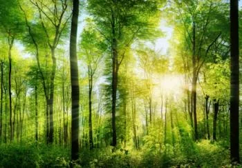 Fototapeta na wymiar las, drzewa, słońce - obrazek 2