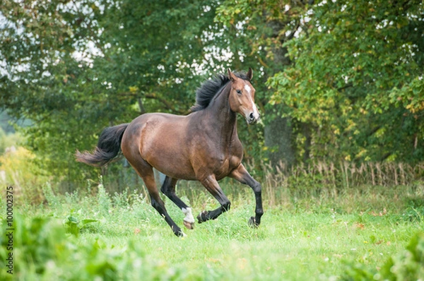 Fototapeta Beautiful warmblood horse running on the pasture