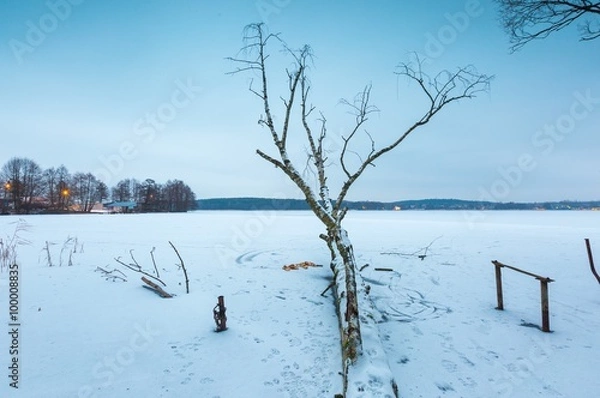 Fototapeta Winter frozen lake landscape with old birch tree.