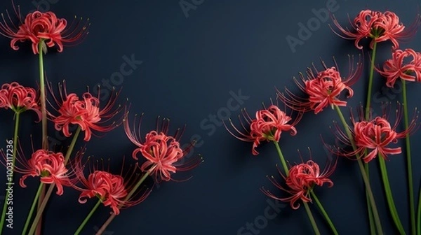 Fototapeta Lycoris radiata (Red Spider Lily) flowers on dark color background, dramatic romantic sad concept, mysterious beauty.