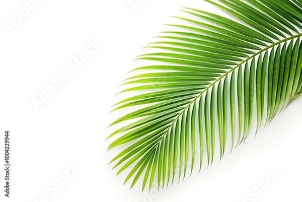 Fototapeta Palm branch on corner border isolated on white background Wide-Angle