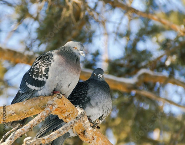 Fototapeta Two pigeon in a winter Park on a pine branch.