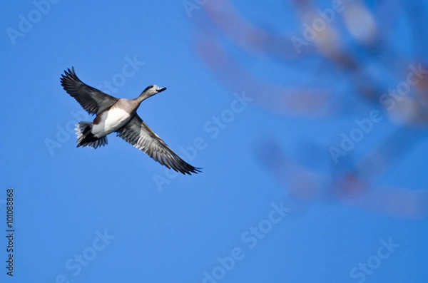 Fototapeta American Wigeon Flying in a Blue Sky