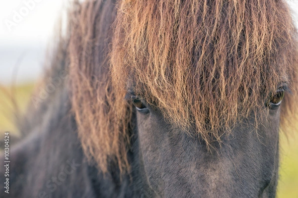 Fototapeta Portrait view of wild Icelandic horse looking at camera.