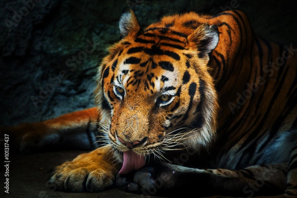 Fototapeta young sumatran tiger walking out of shadow/Tiger