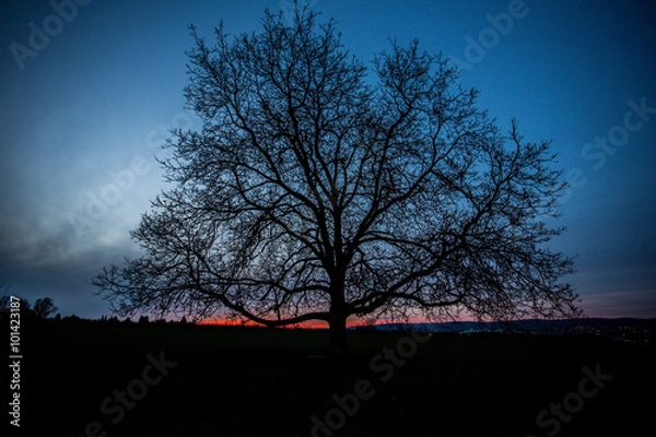 Fototapeta Wundervoller Sonnenuntergang in den Feldern um Mainz an einem Winterabend