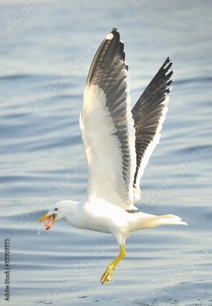 Fototapeta Kelp gull (Larus dominicanus), also known as the Dominican gull