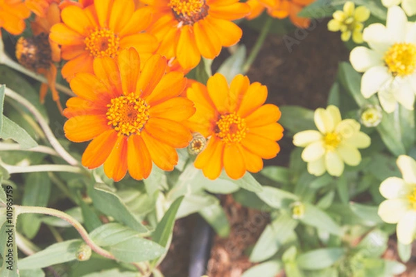 Fototapeta yellow orange zinnia flower