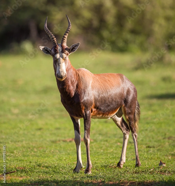 Fototapeta Blesbok stojący na zielonym polu twarzą do przodu