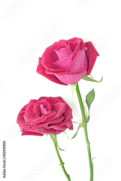 Fototapeta valentine gift of pink roses isolated white