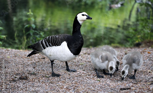 Fototapeta Family of geese with small gray chicks