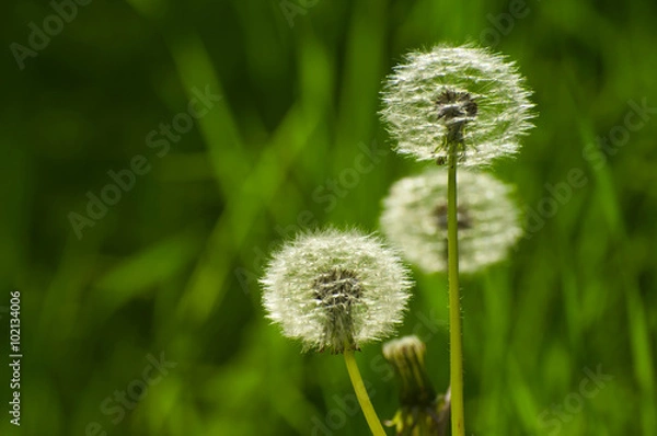 Fototapeta Dandelion (Taraxacum) with blurred dark green in the background