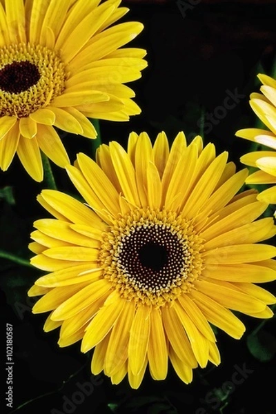 Fototapeta Yellow Gerbera 