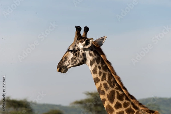 Obraz head of masai giraffe