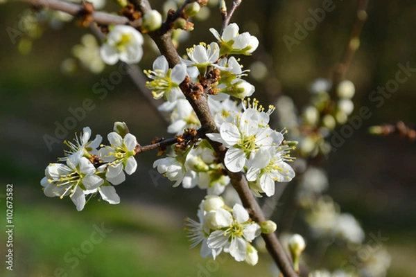 Fototapeta Beautiful spring blossom of apple cherry tree with white flowers