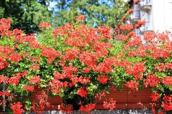 Fototapeta Red geraniums in summer 