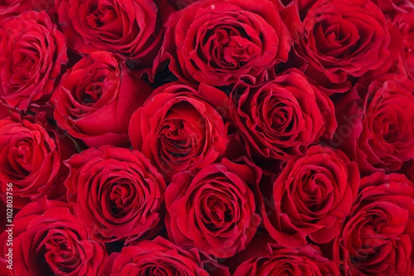 Fototapeta Bright red roses background